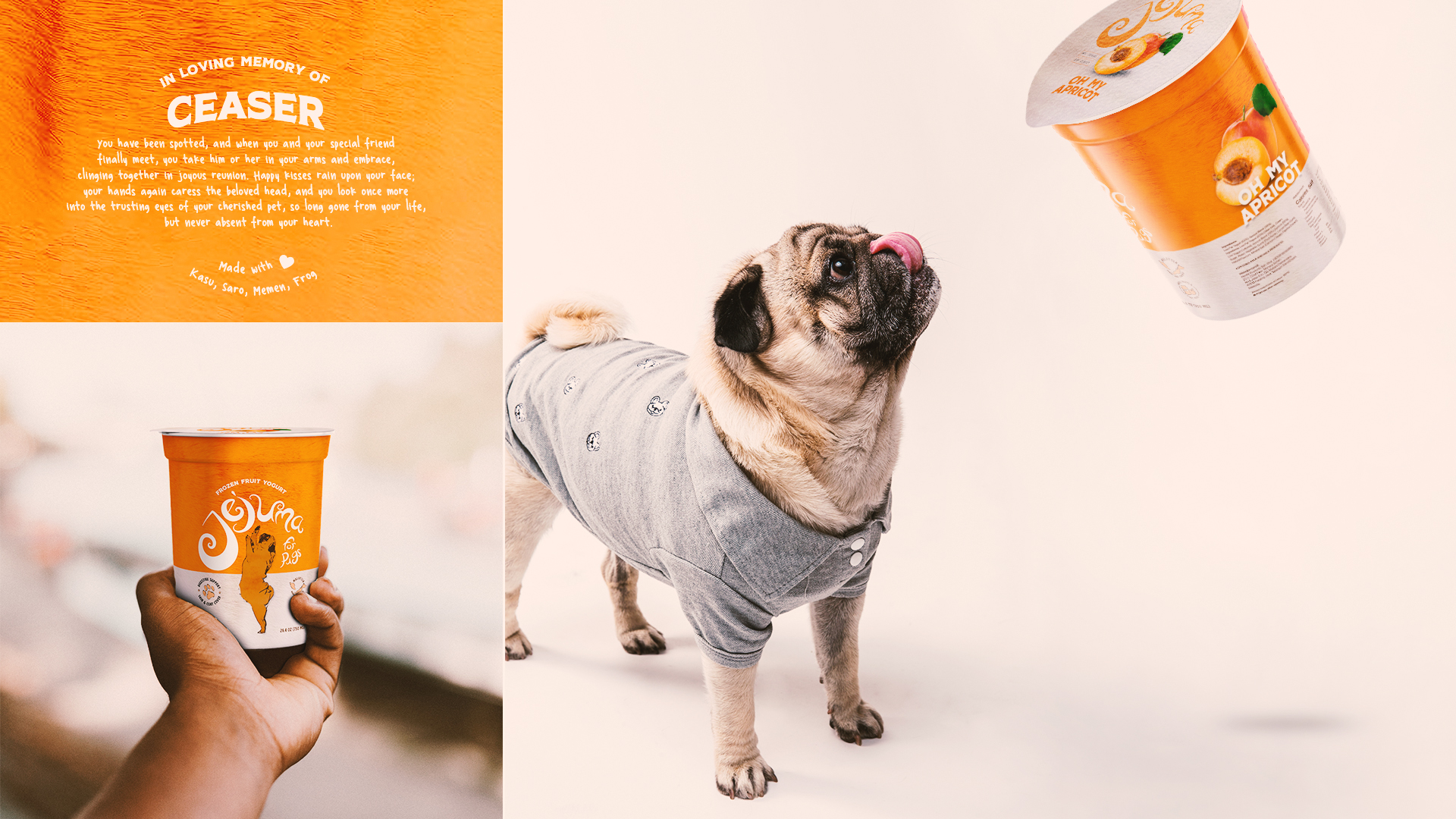 pug looking at apricot flavour food container. men holding apricot flavour food container.